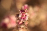 ienieminie bloem
