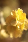 iets minder ienieminie bloem