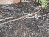 snake in the grass