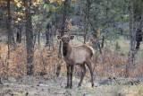 een jonge Elk