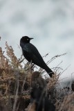 vogeltjes