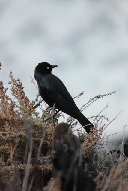 vogeltjes
