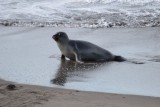 jonge zee olifant