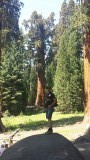 General Shermanns Tree