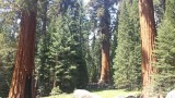 Hoge bomen in Sequoia