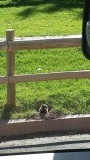 Marmotten hebben ze ook