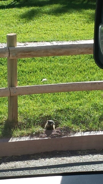 Marmotten hebben ze ook