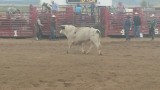 Rodeo