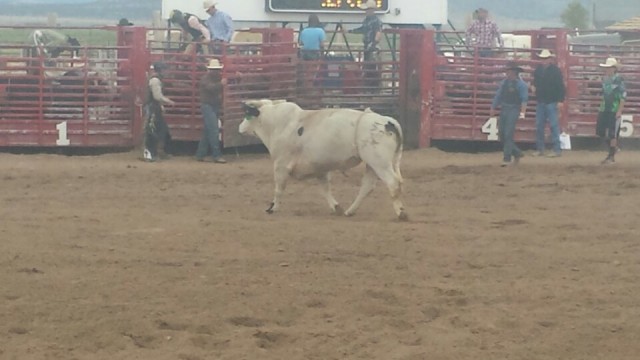 Rodeo