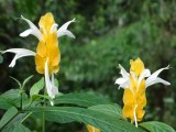 Bloemen