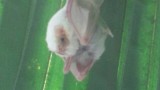WITTE vleermuis