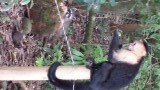 Aapje en zie links onder de racoon