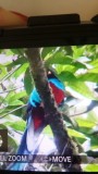 Quatzal zeldzame vogel