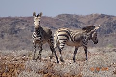 Zebra s op 300 meter afstand