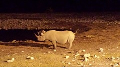 Onze 1e neushoorn vij de verlichte pool savonds