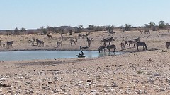 Bij een waterhole