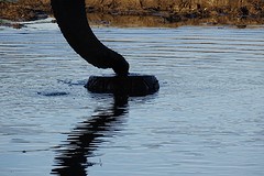 Ze hebben een fonteintje gemaakt waar water uitkomt. Allemaal drinken ze ervan