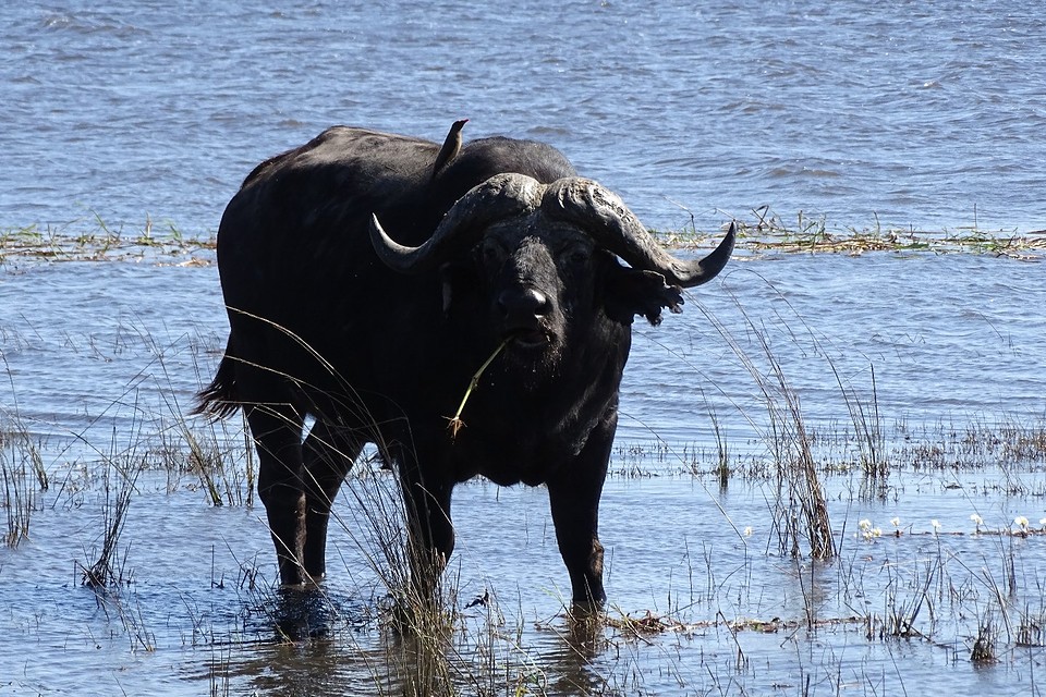 one of the big five the waterbuffel