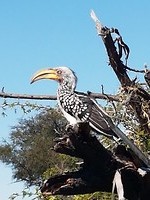 De bekendste vogel van Botswana
