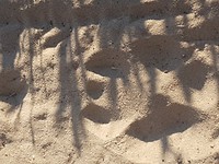 Leeuwenpoot