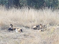 Wild dogs