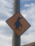 Let op voor overstekende pinguïns