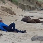 Lig je op het strand tr zonnen met zeeleeuwen