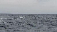Walvis