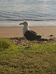 Albatros