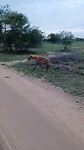Hyena liep op ons af op Ijn gamakkie