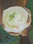 Lotusbloem