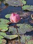 Lotusbloem