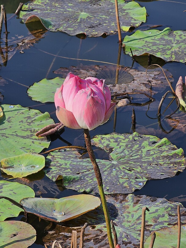 Lotusbloem