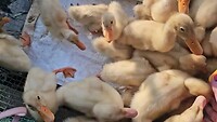 Eendjes voeren 2 weken oud