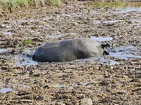 Waterbuffel