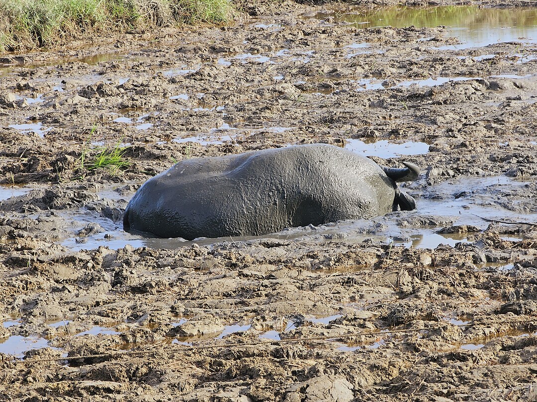 Waterbuffel