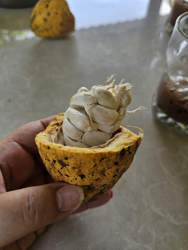 Cacao bonen