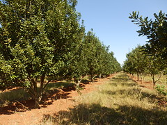 Macadamianotenboomgaard