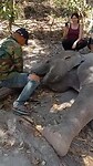 Liggende olifant