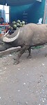IMG-20240220-WA0005