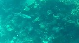 Great Barrier Reef 1
