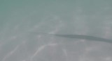 Pijlstaartrog Whitsundays