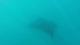Manta ray Galapagos