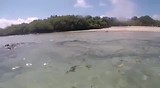 Moeder en baby zeehond - haven Isla Isabela