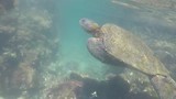 Reuze zeeschildpad Concha Perla