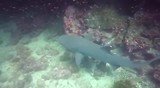 White tip reef shark - Duiken Seymour Norte