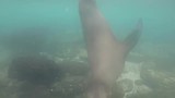 Grappige zeehond - strand Loberia
