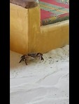 Krab