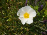 Bloem met insect omgeving Foz de Alge