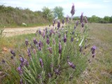 wilde lavendel omgeving Benquerenca